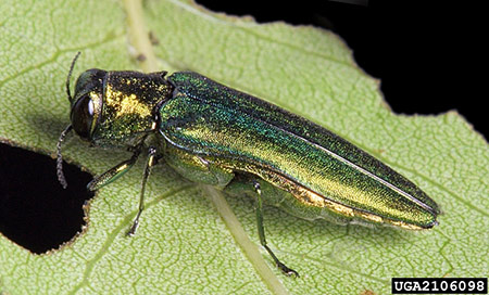 Emerald ash borer (EAB; Agrilus planipennis) adult; in Minnesota, EAB adults emerge from infested ash trees from May until August leaving behind small (1/8”), D-shaped exit holes in the bark of the tree (Photo Credit: David Cappaert, Michigan State University, Bugwood.org).