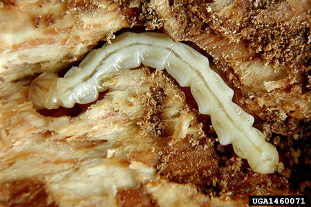 Emerald ash borer (EAB; Agrilus planipennis) feeding gallery and larva; EAB larvae create serpentine galleries just under the bark and are susceptible to foraging by woodpeckers and woodpecker damage to ash trees, most often observed during the winter and early spring, can be a sign of a possible EAB infestation (Photo Credit: David Cappaert, Michigan State University, Bugwood.org).
